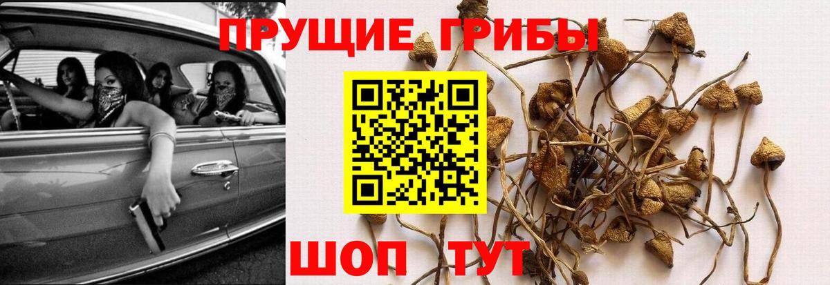 Галлюциногенные грибы Psilocybe Мурино